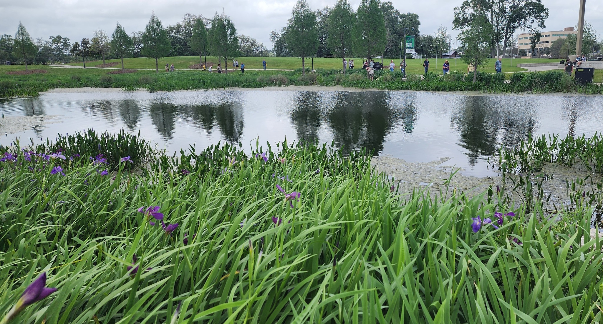 SLI members identify irises at Moncus Park in April 2025.